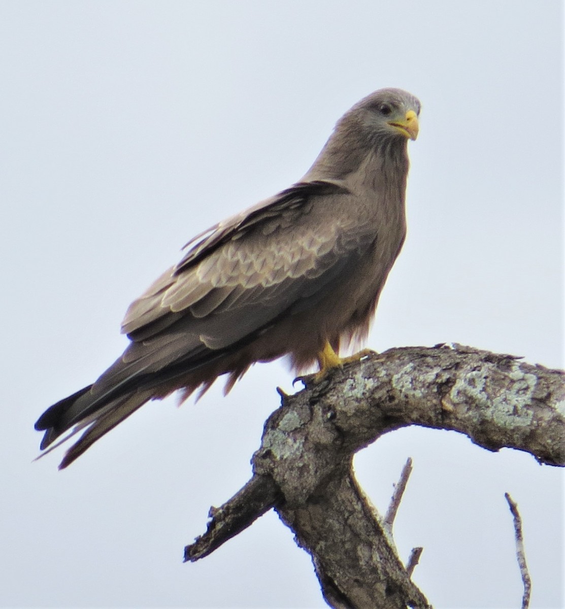 Black Kite (Yellow-billed) - ML242716461