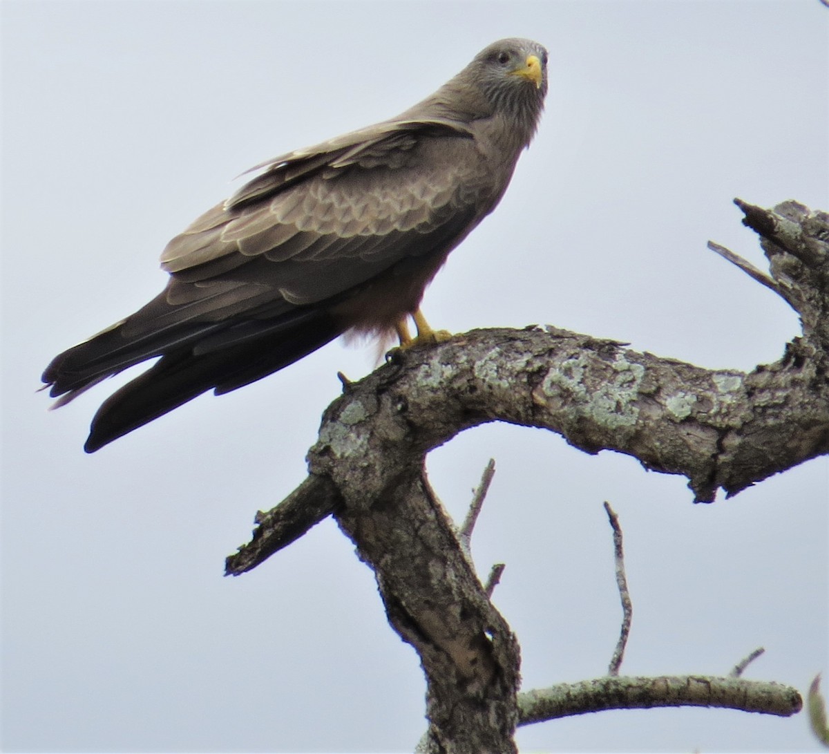 Black Kite (Yellow-billed) - ML242716471