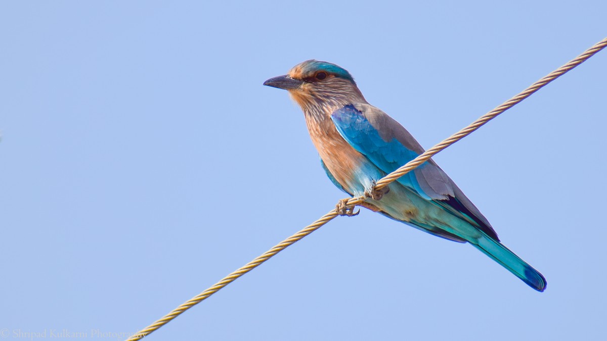 Indian Roller - ML242717091