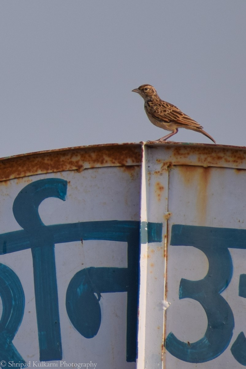 Indian Bushlark - ML242717381