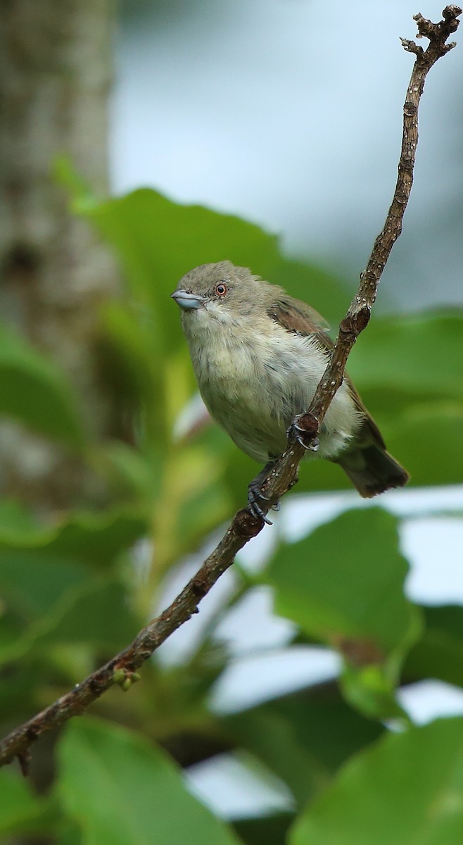 Thick-billed Flowerpecker - ML242717431