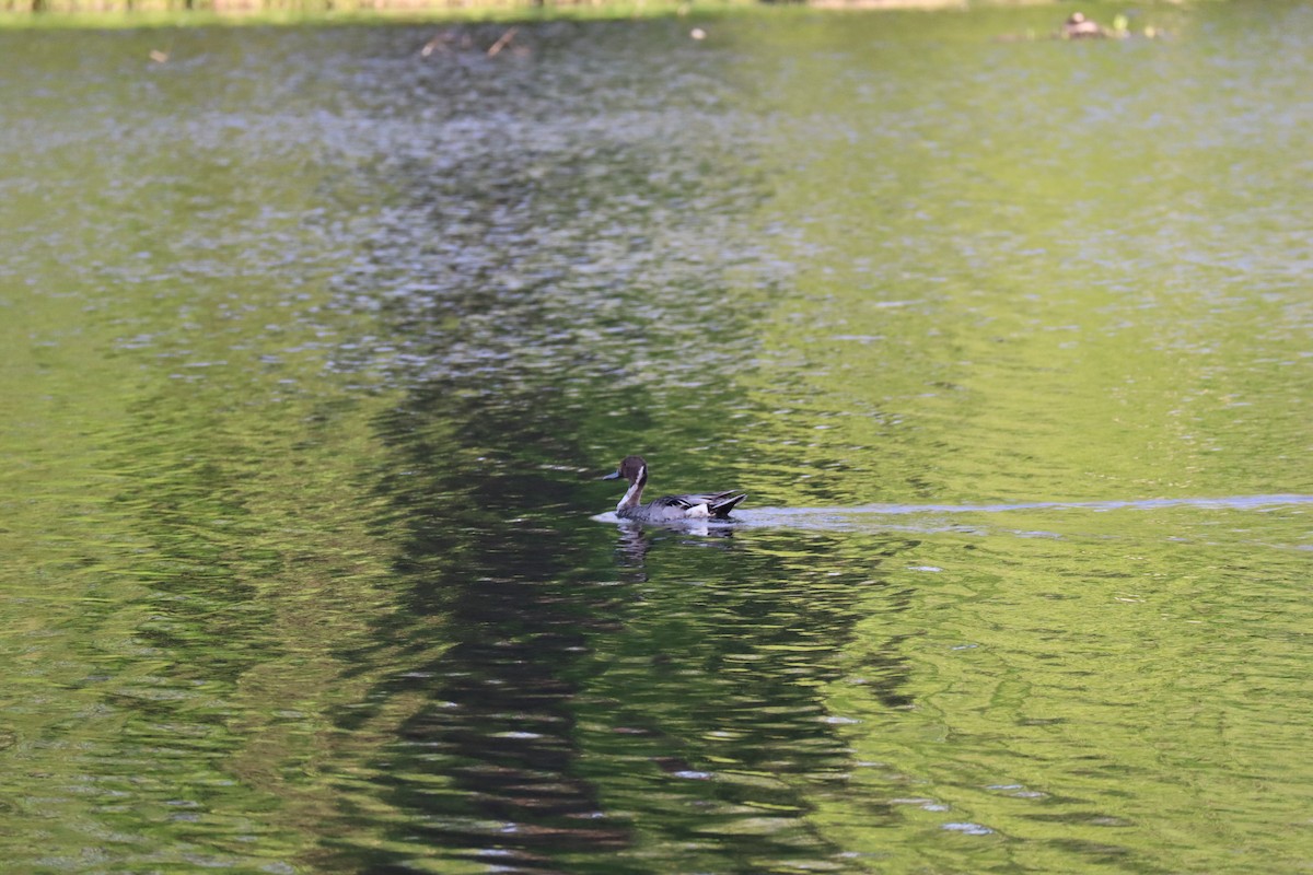 Northern Pintail - Lisa Vitale