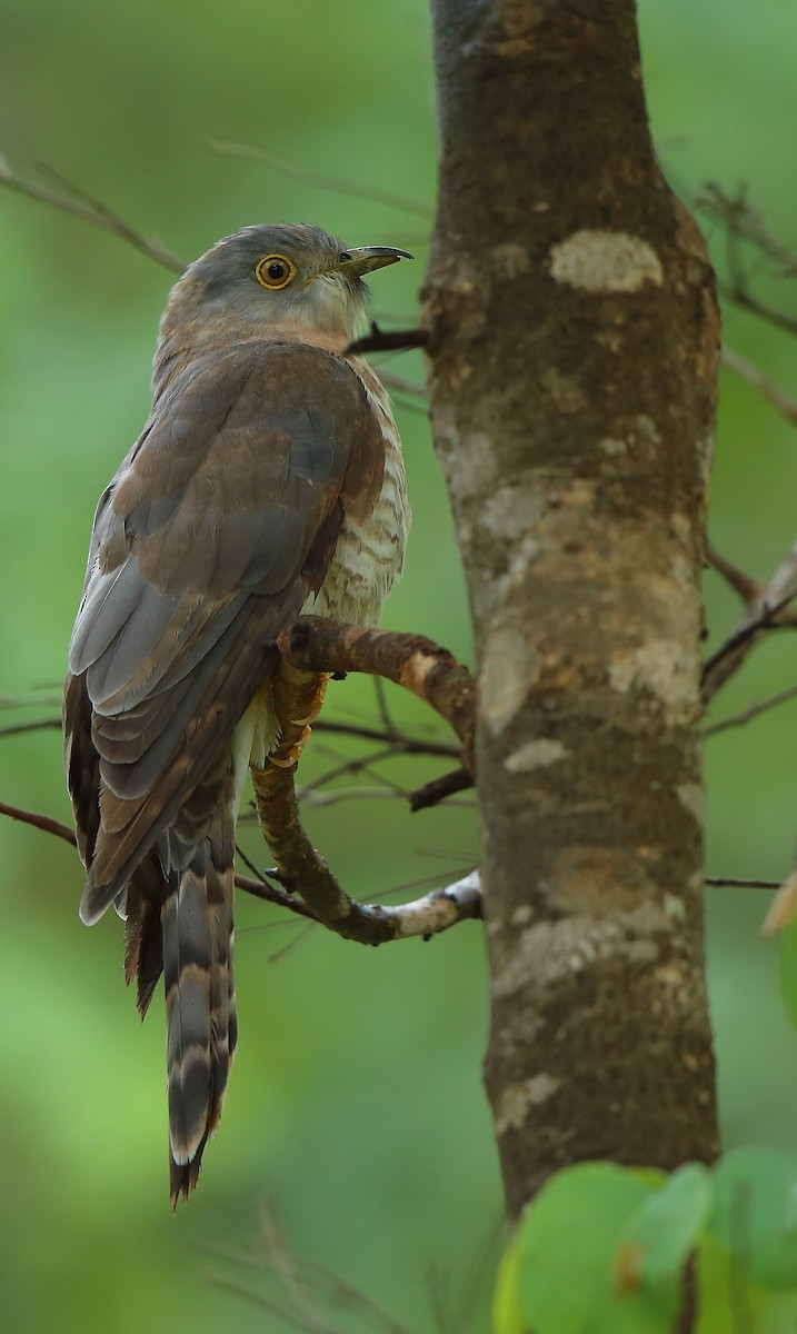 Common Hawk-Cuckoo - ML242717491