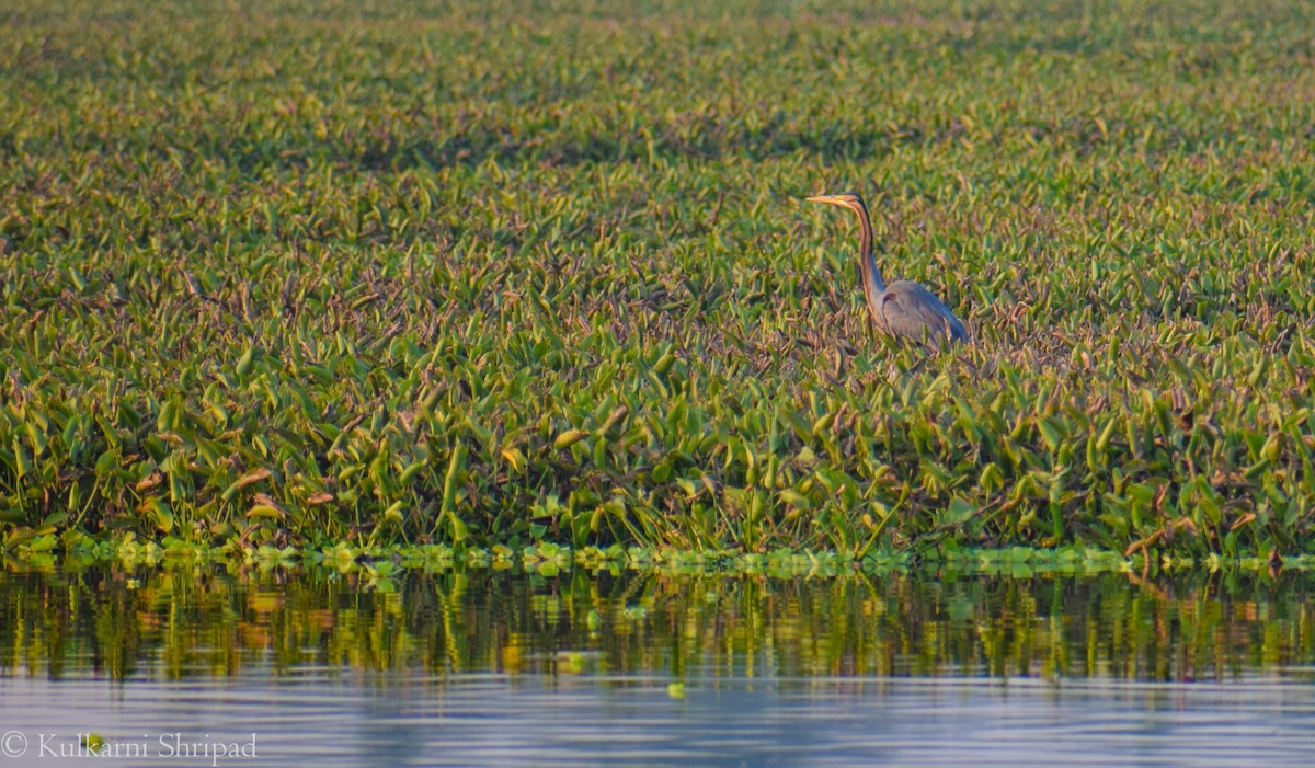 Purple Heron - ML242717511