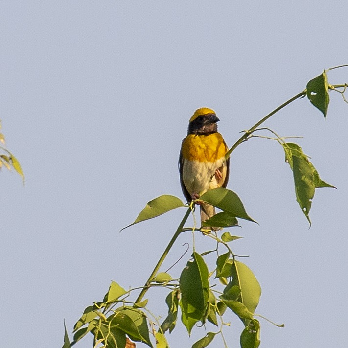 Baya Weaver - ML242717541