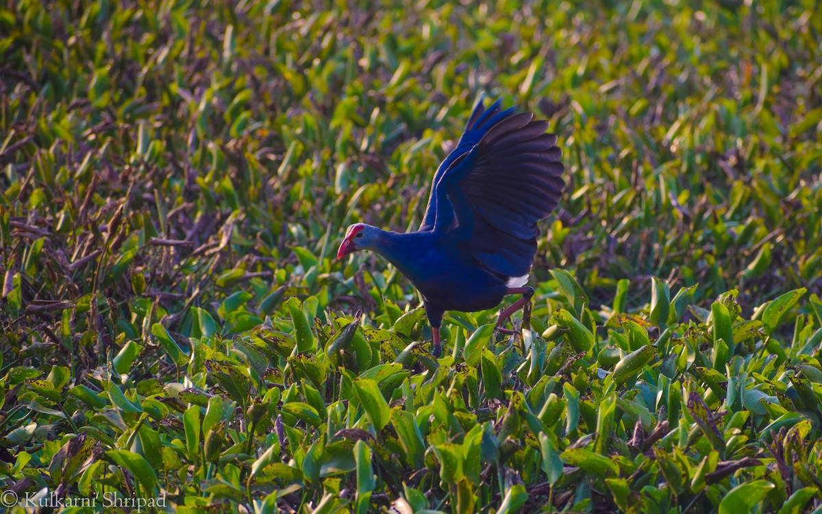 moorhen/coot/gallinule sp. - ML242717631