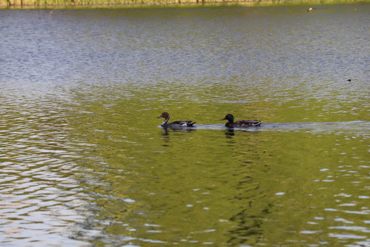 Northern Pintail - ML242717681