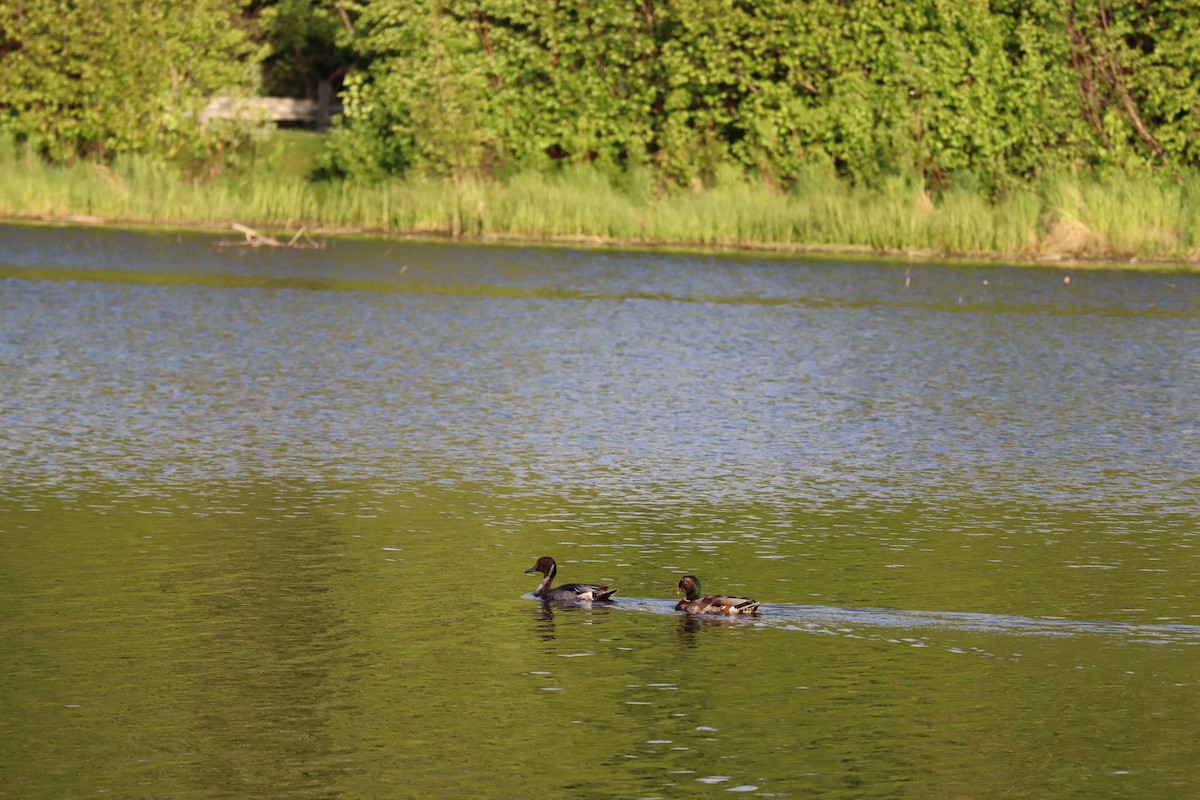 Northern Pintail - ML242717911