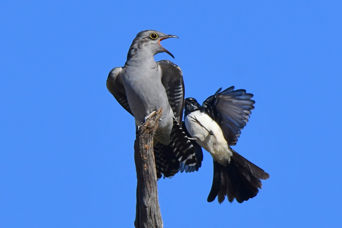 Pallid Cuckoo - ML242718071