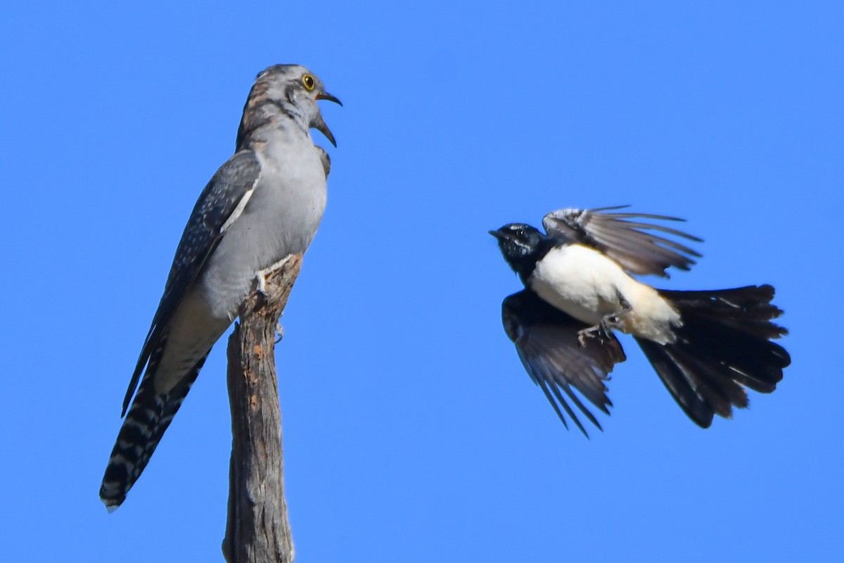 Pallid Cuckoo - ML242718091