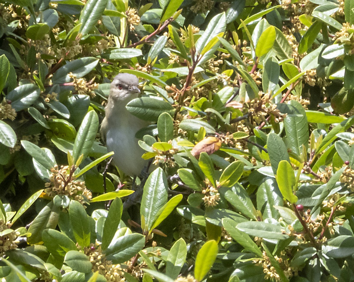 Red-eyed Vireo - ML242718891