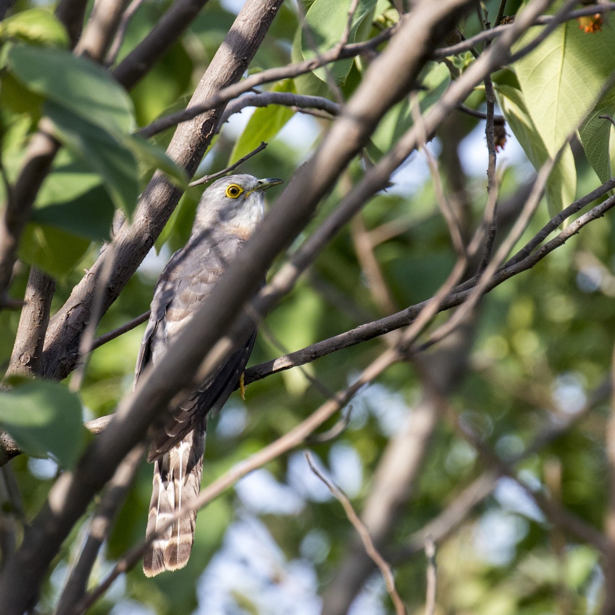 Common Hawk-Cuckoo - ML242719321