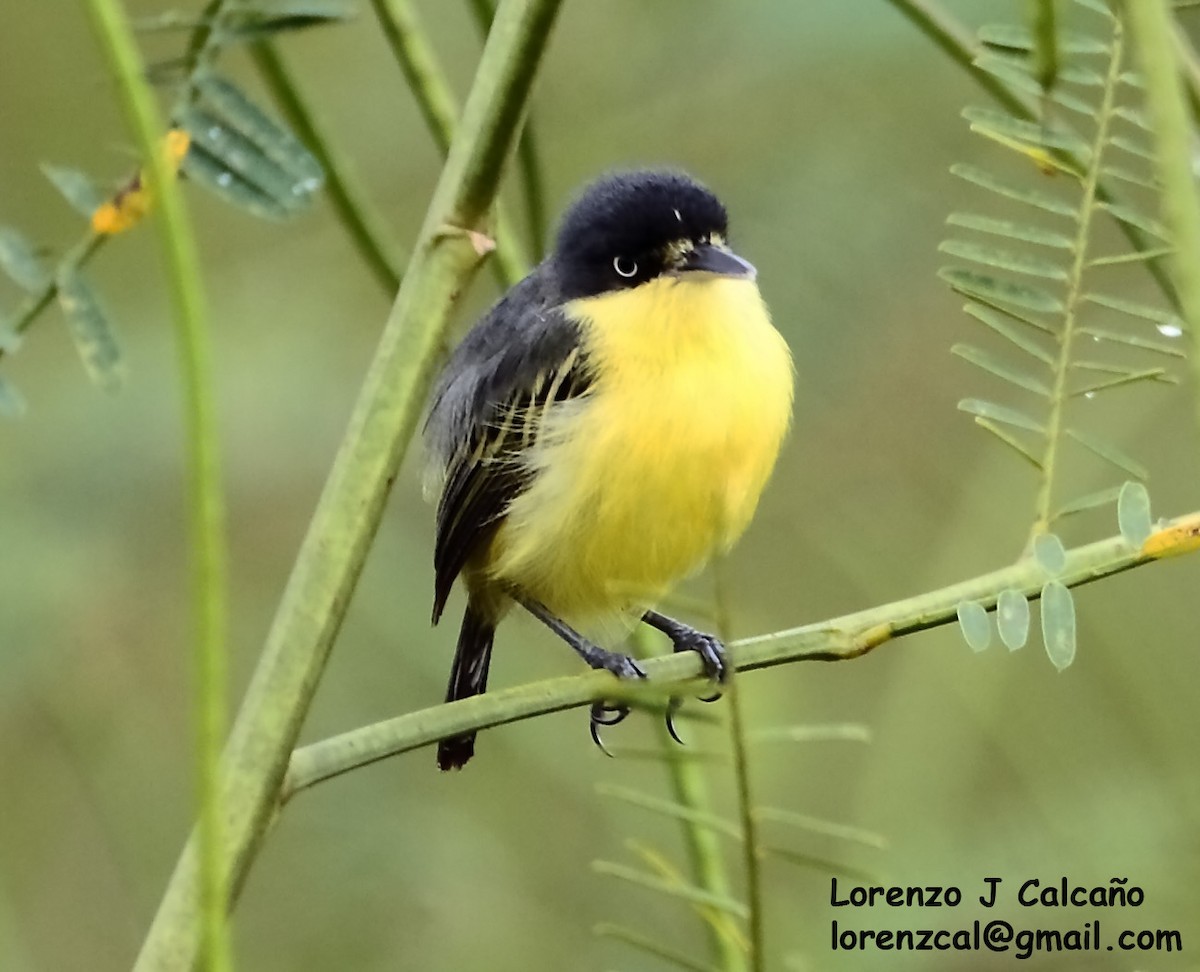 Common Tody-Flycatcher - Lorenzo Calcaño