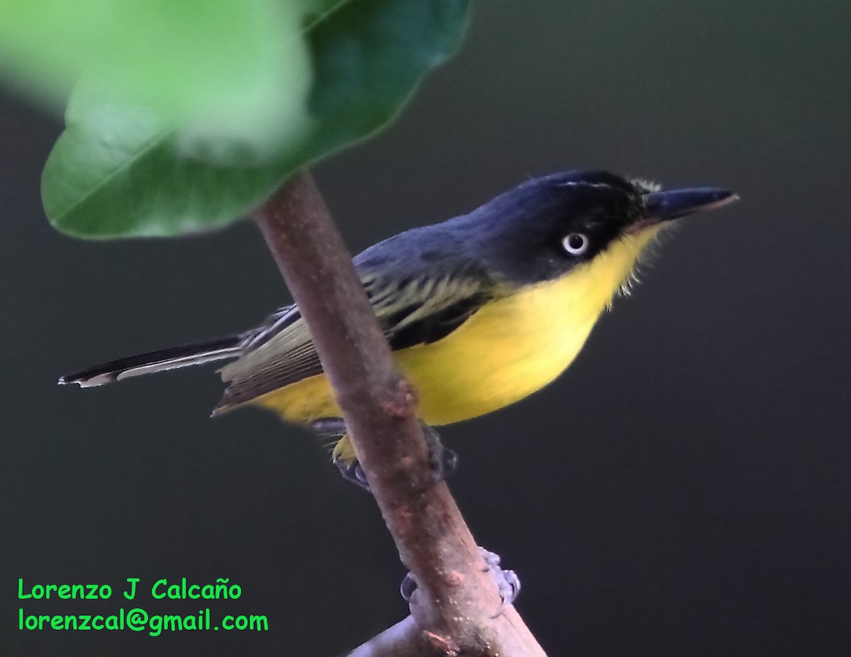 Common Tody-Flycatcher - ML242720541