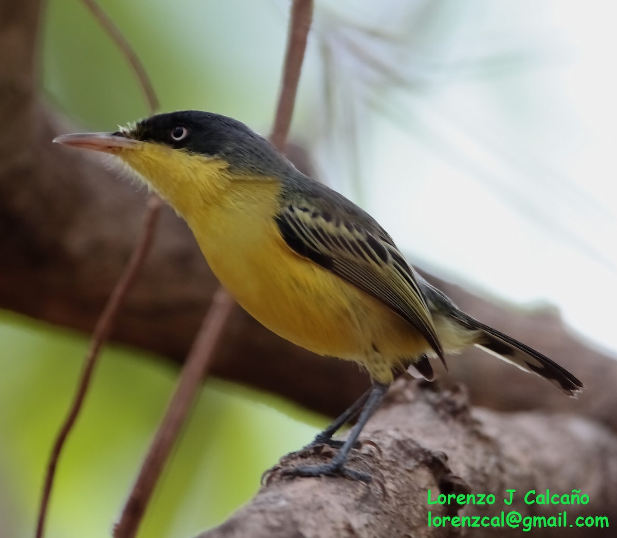 Common Tody-Flycatcher - ML242720561