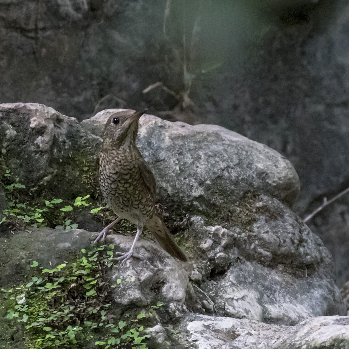 Blue-capped Rock-Thrush - ML242720701