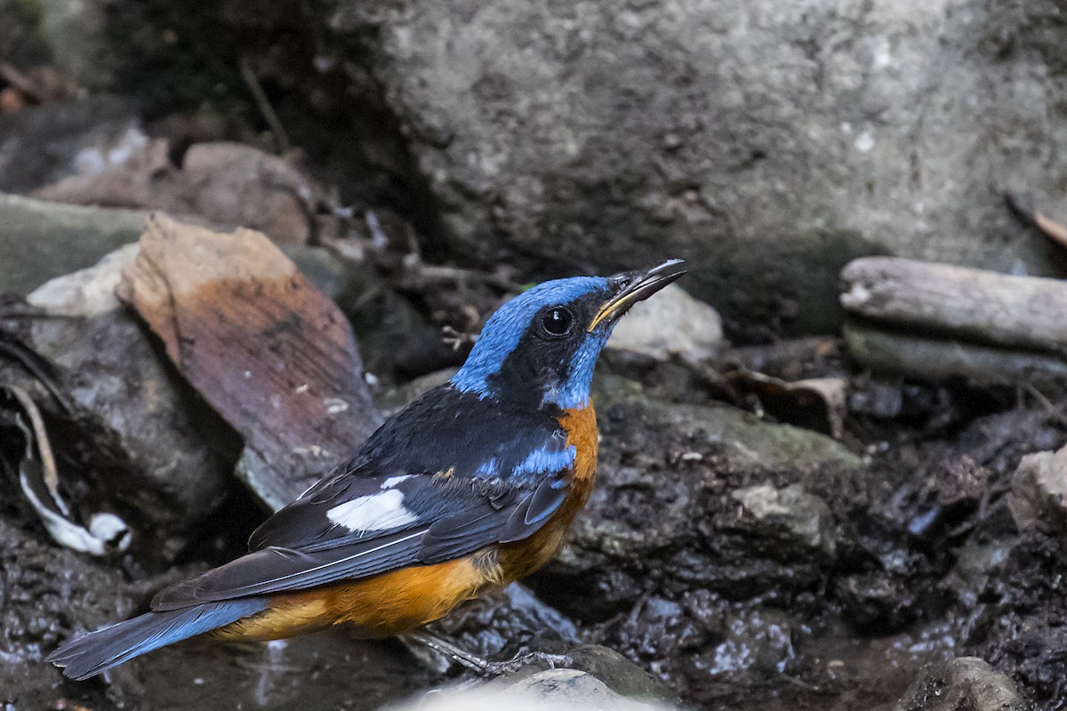 Blue-capped Rock-Thrush - ML242720711