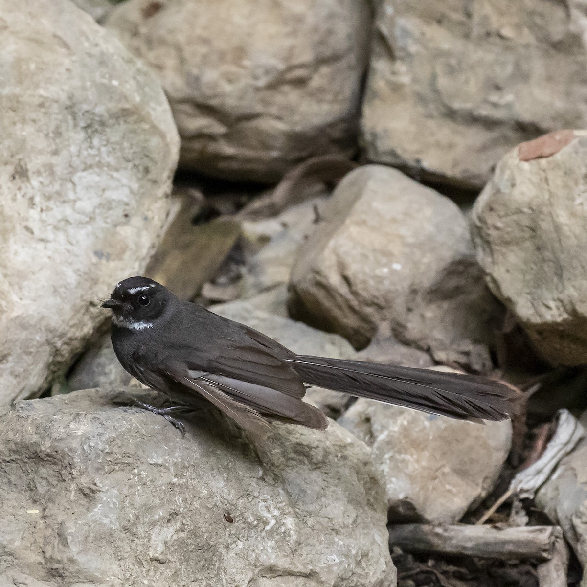 White-throated Fantail - ML242721601