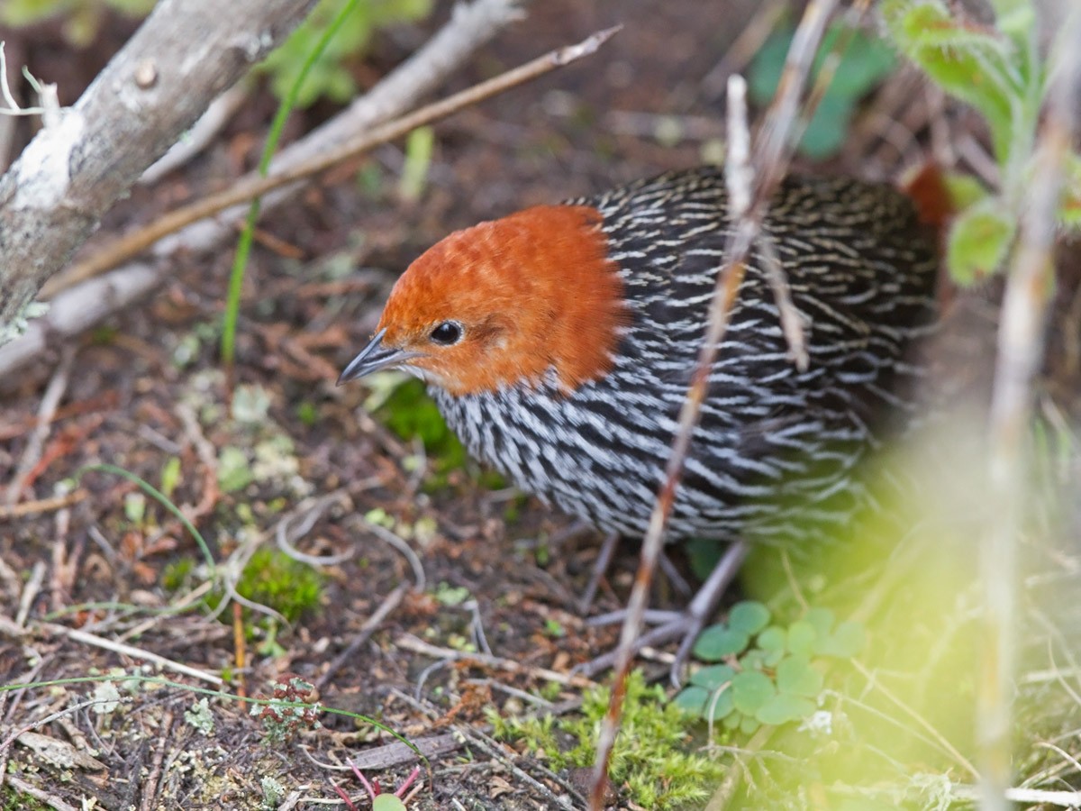 Striped Flufftail - Niall D Perrins