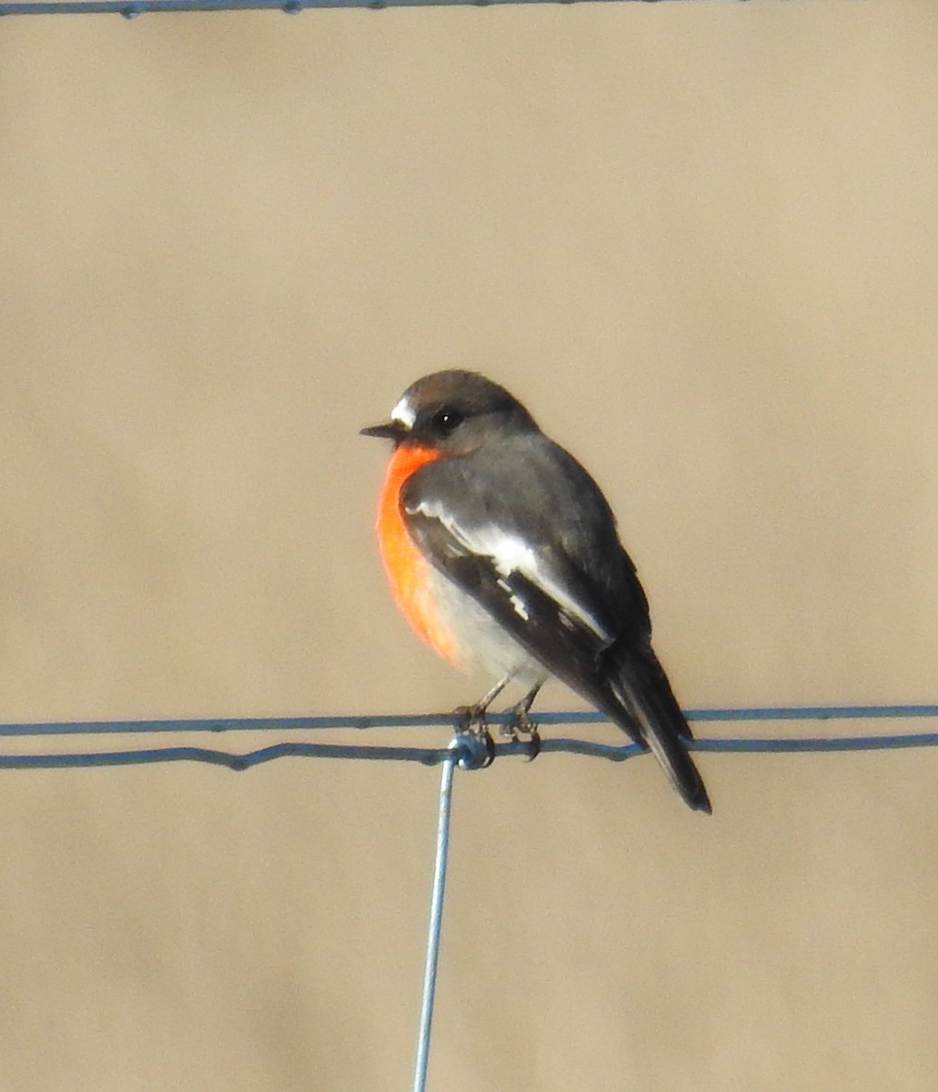 Flame Robin - ML242722191