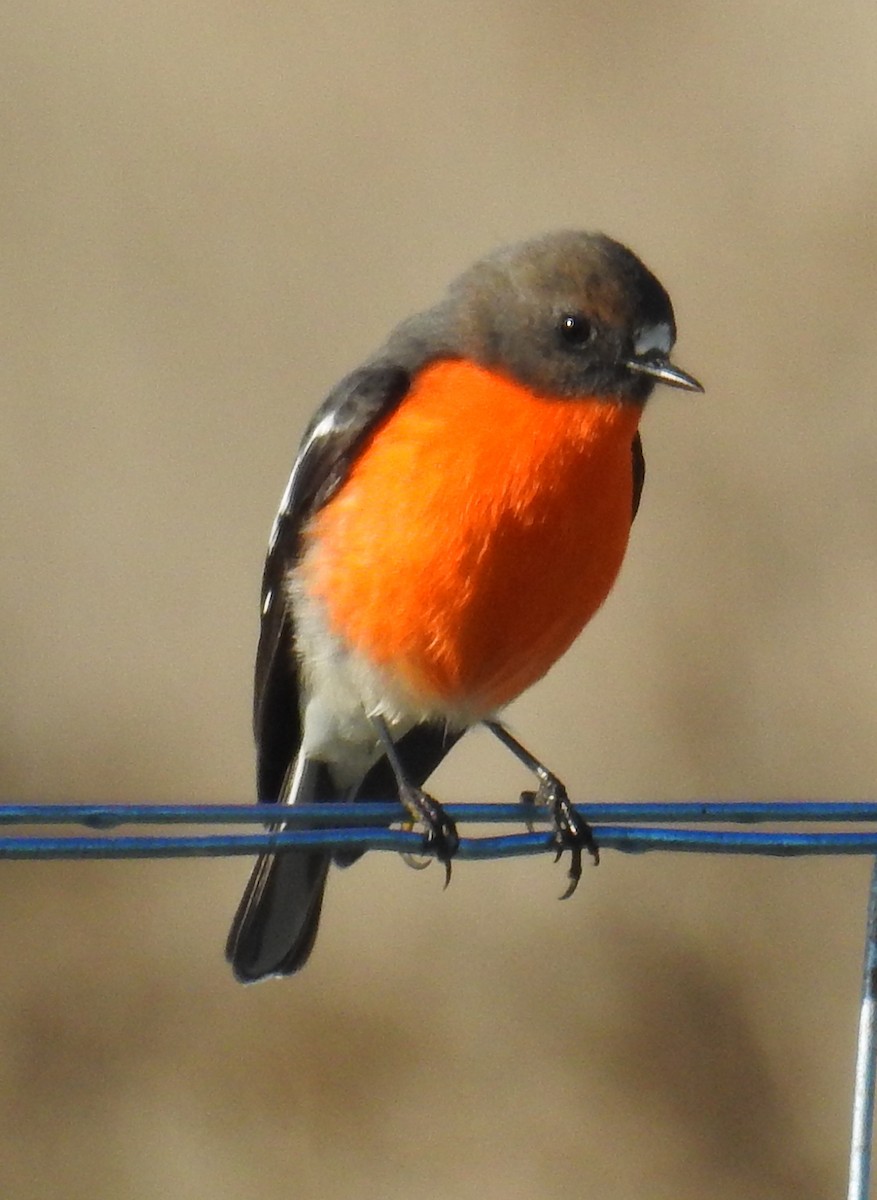 Flame Robin - ML242722221