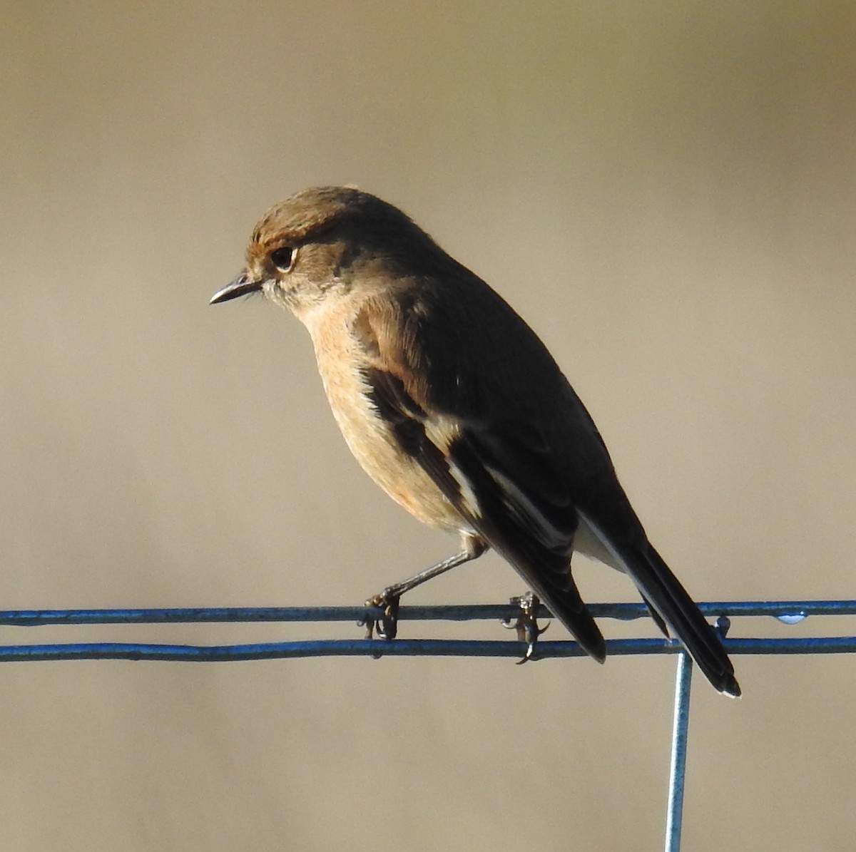 Flame Robin - ML242722231