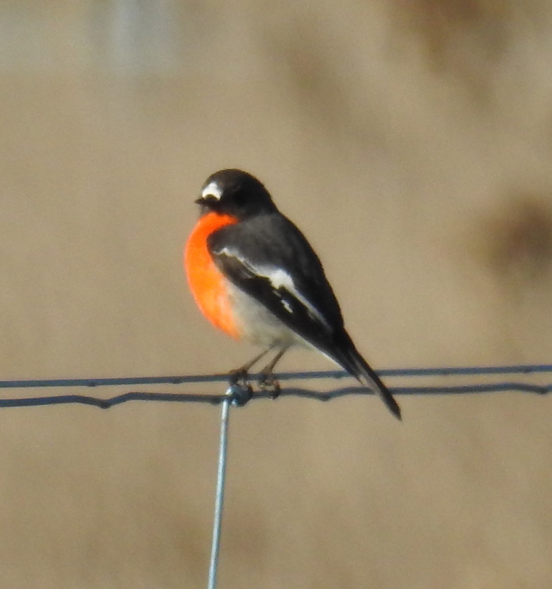 Flame Robin - ML242722241