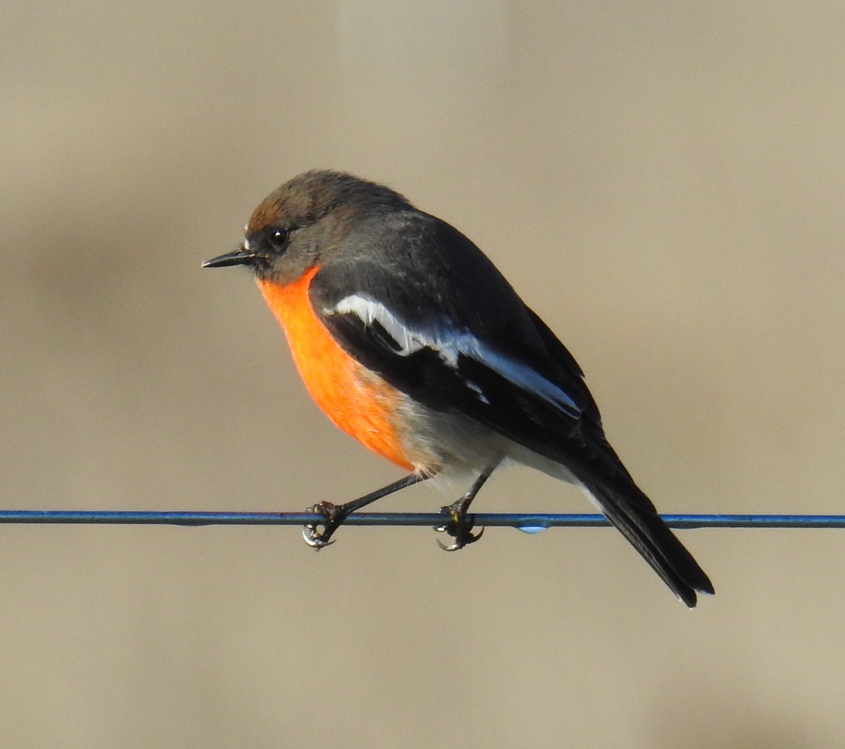 Flame Robin - ML242722251
