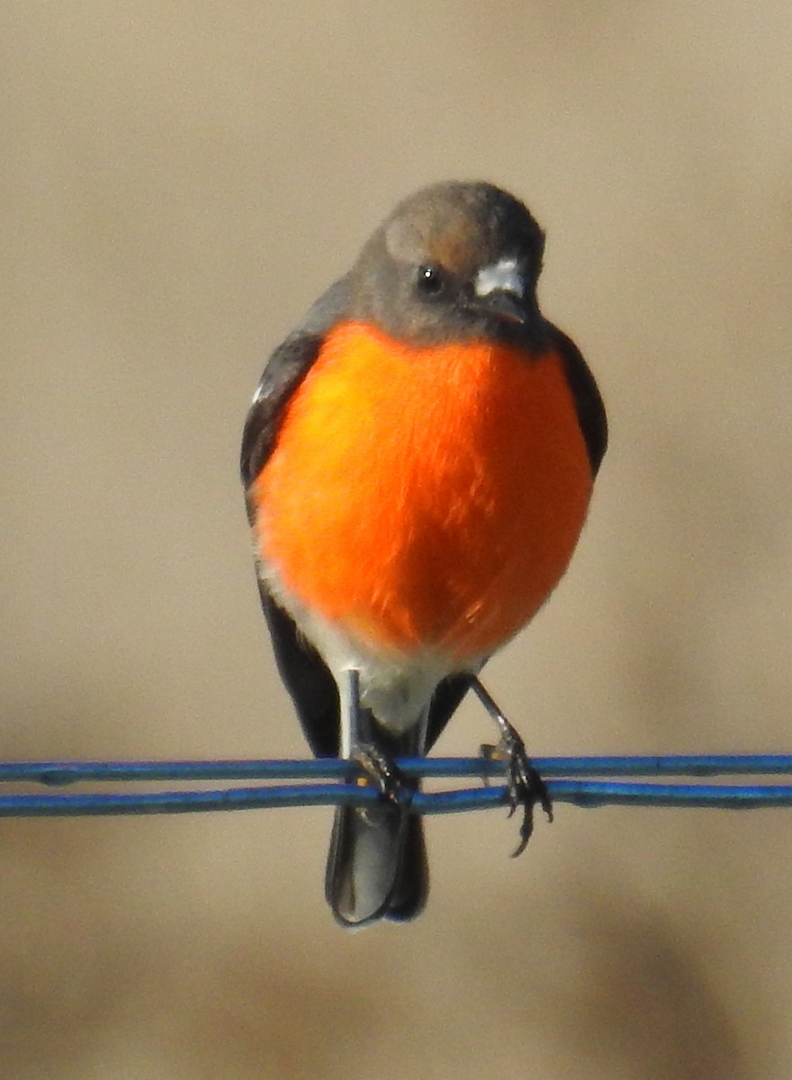 Flame Robin - ML242722281