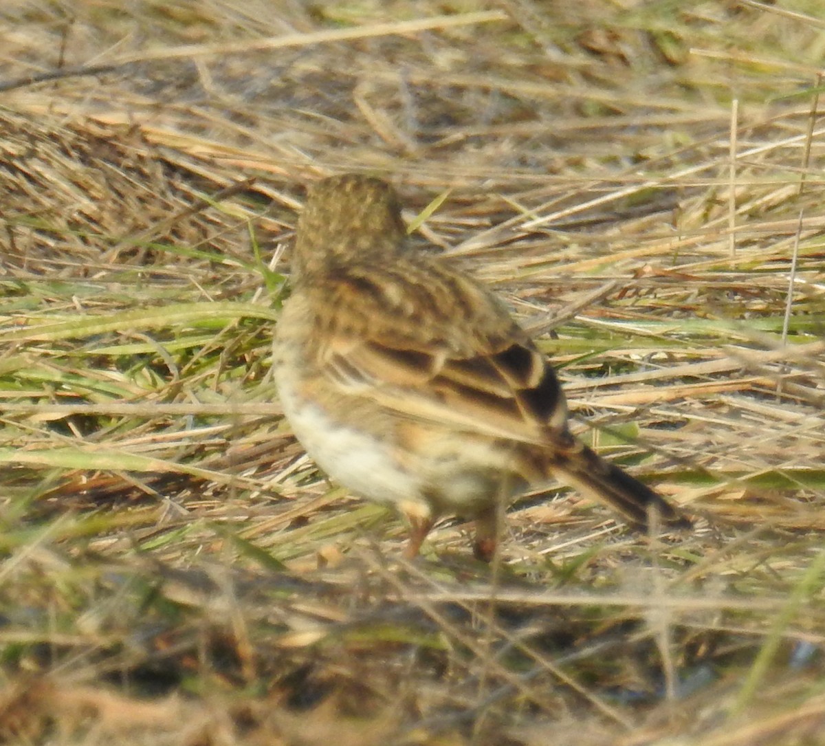 Australian Pipit - ML242722291