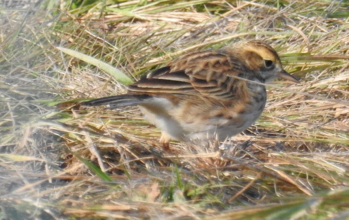 Australian Pipit - ML242722301
