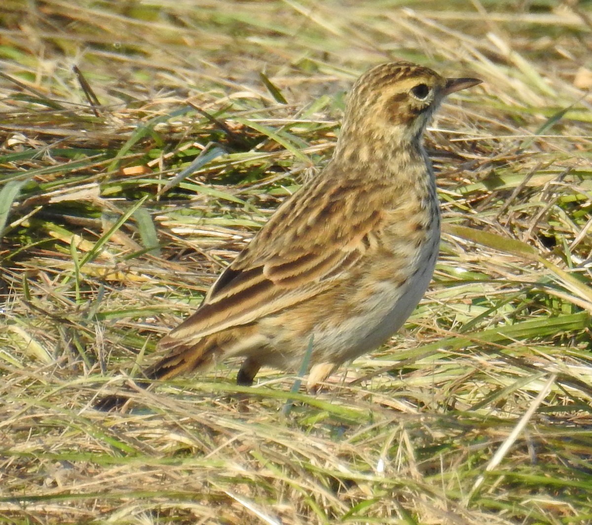 Australian Pipit - ML242722311