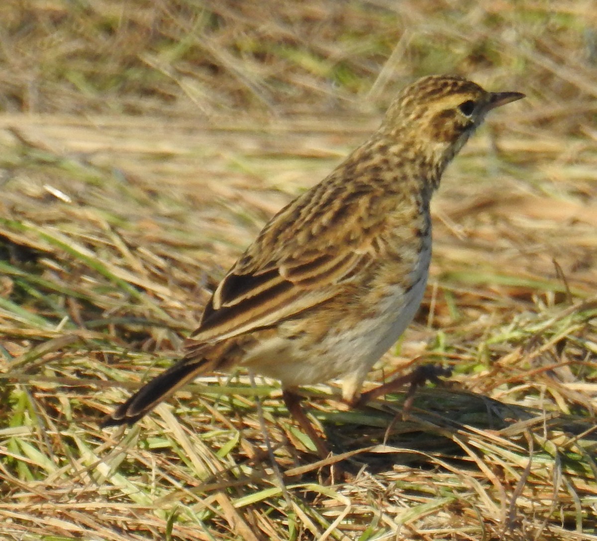 Australian Pipit - ML242722321