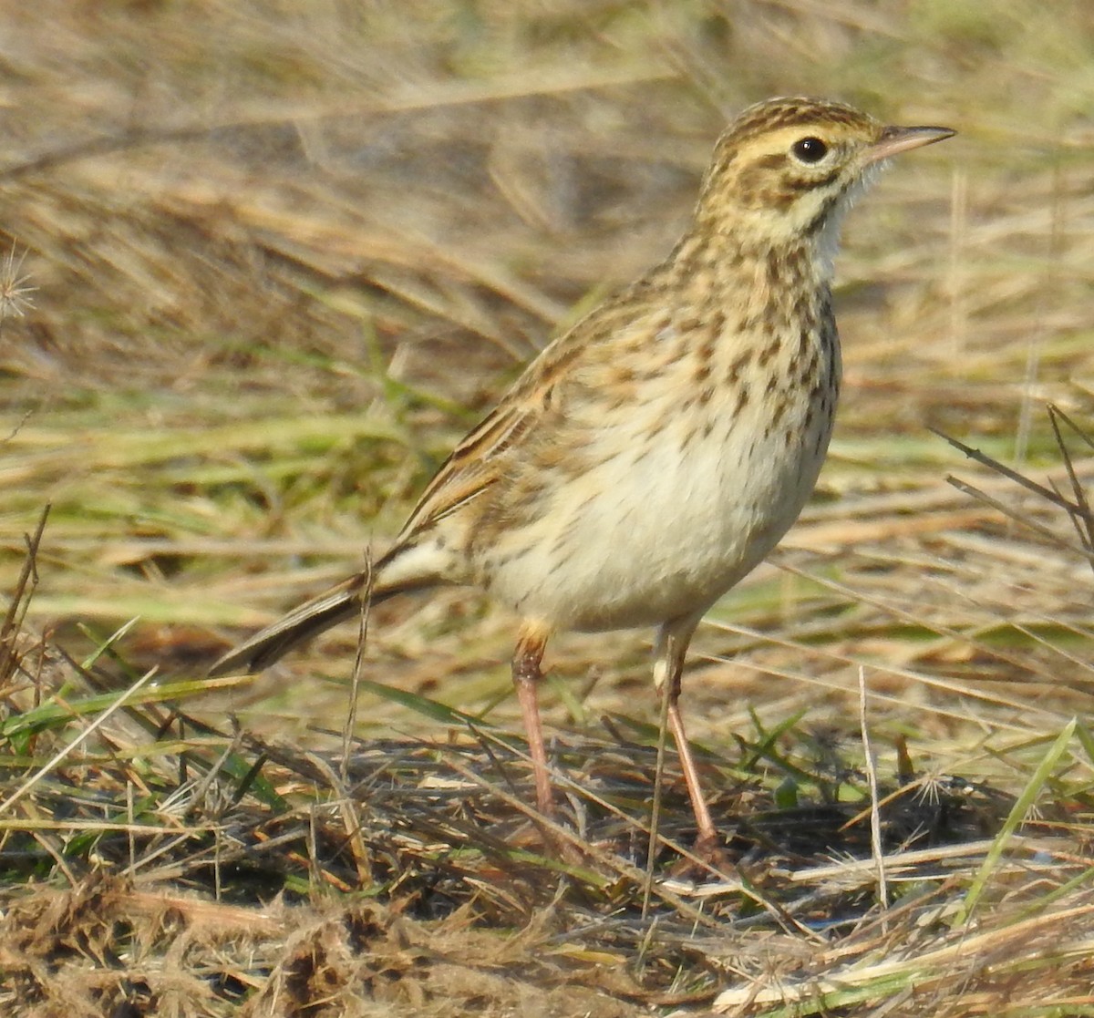 Australian Pipit - ML242722331