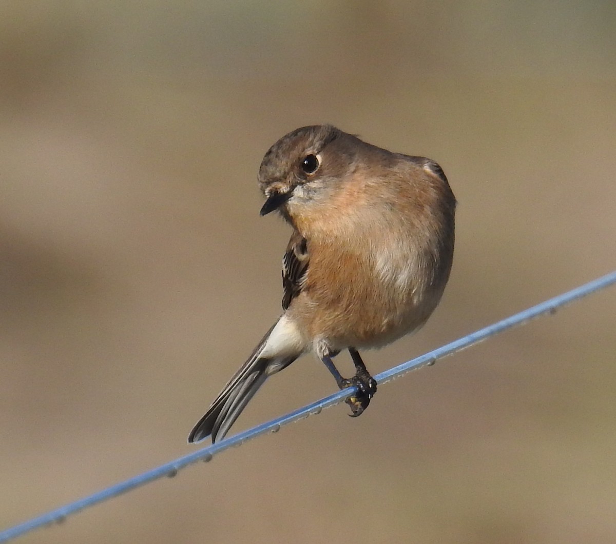 Flame Robin - ML242722351