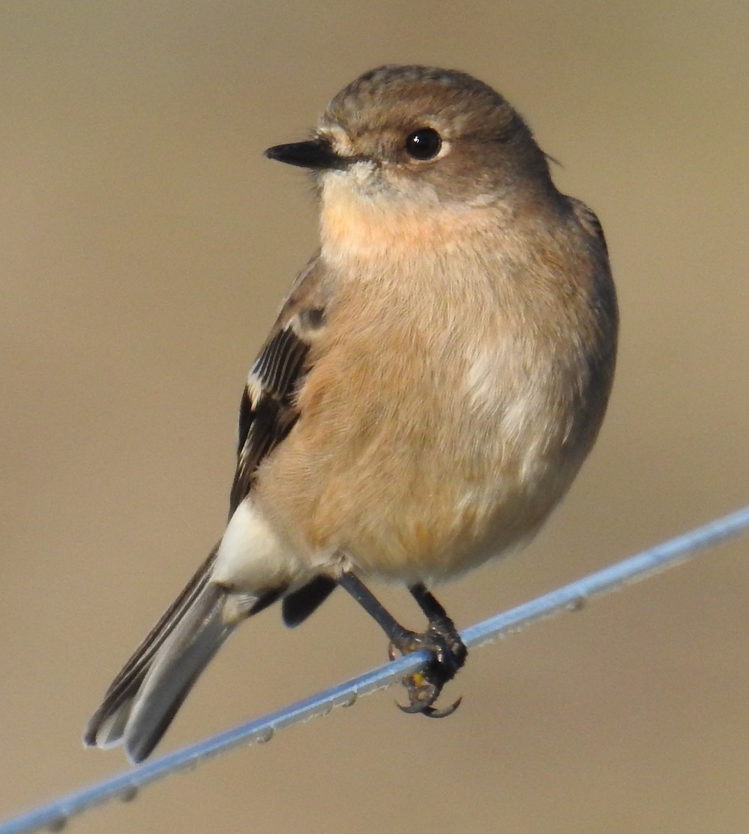 Flame Robin - ML242722361