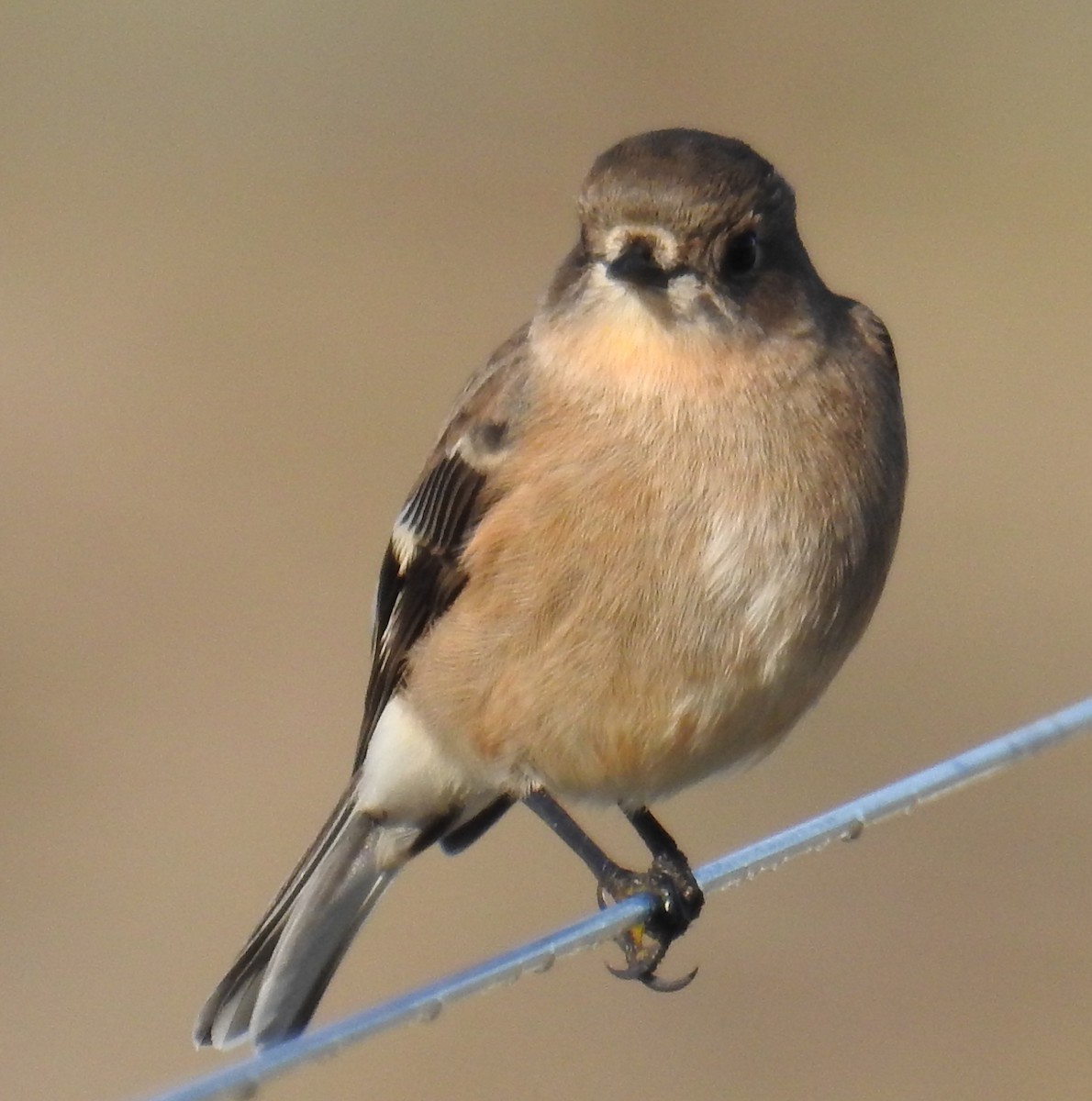 Flame Robin - ML242722371