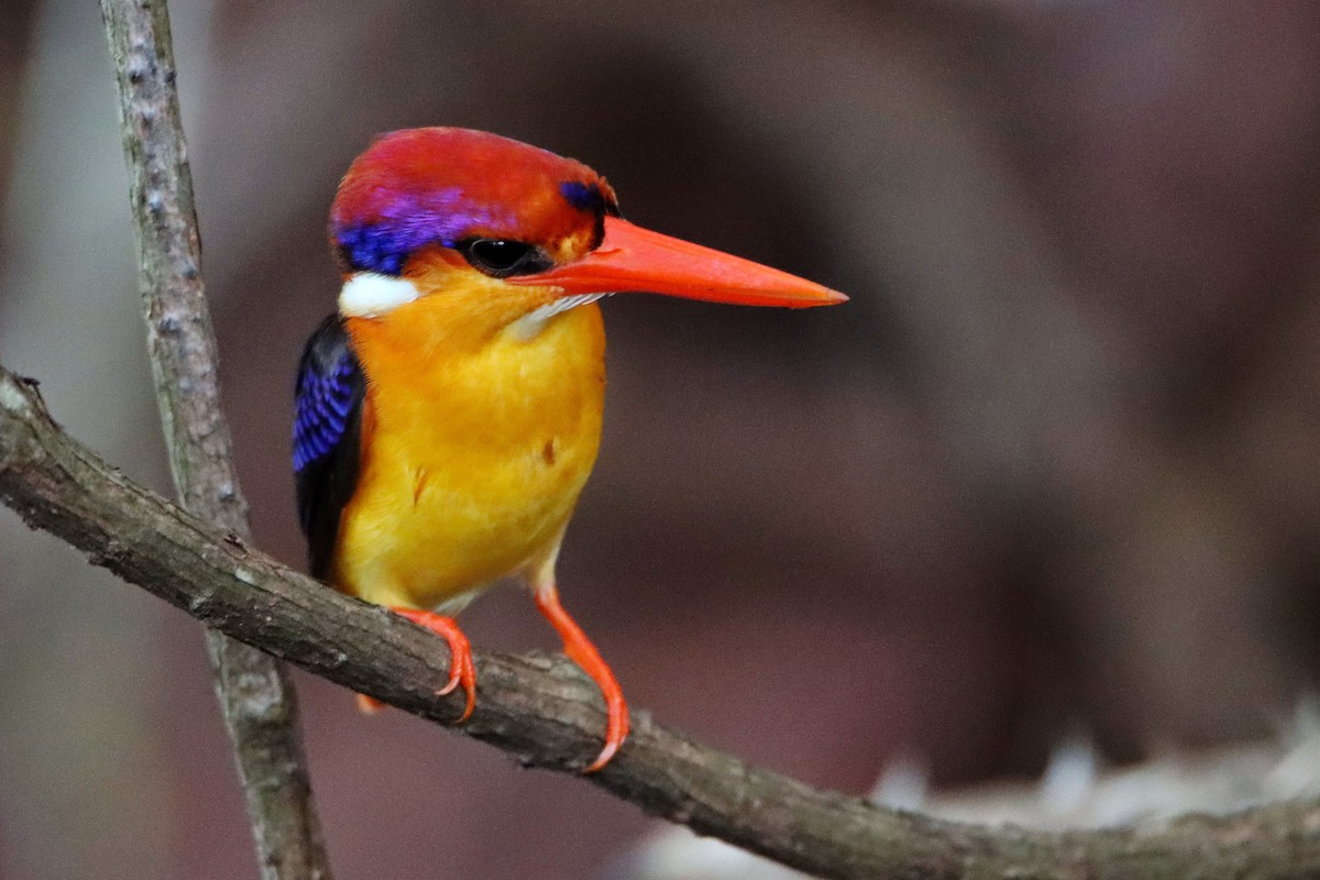Black-backed Dwarf-Kingfisher - ML242723401