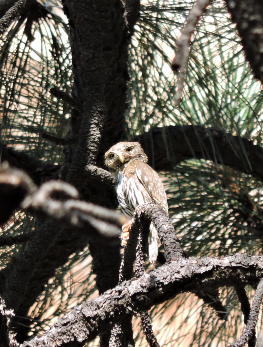 Northern Pygmy-Owl (Mountain) - ML242723981