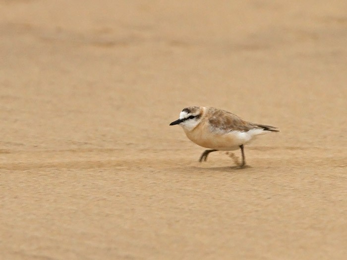 White-fronted Plover - ML242724081