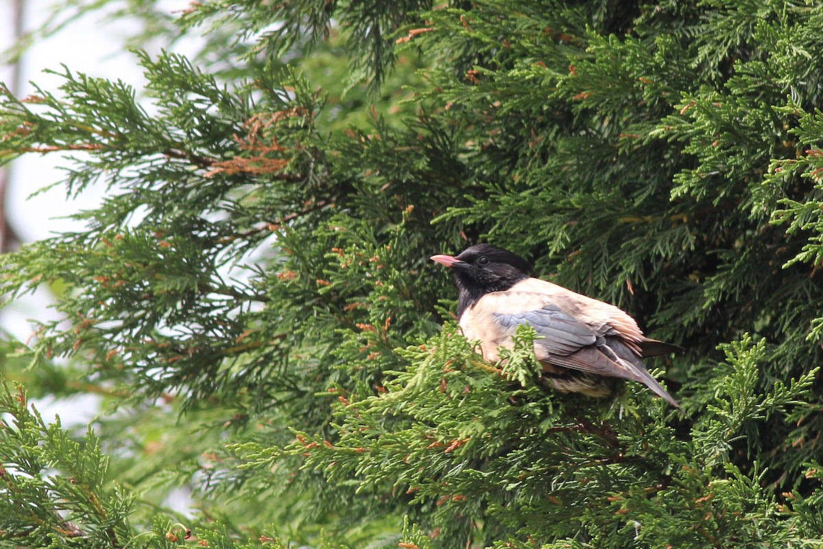 粉紅椋鳥 - ML242724301