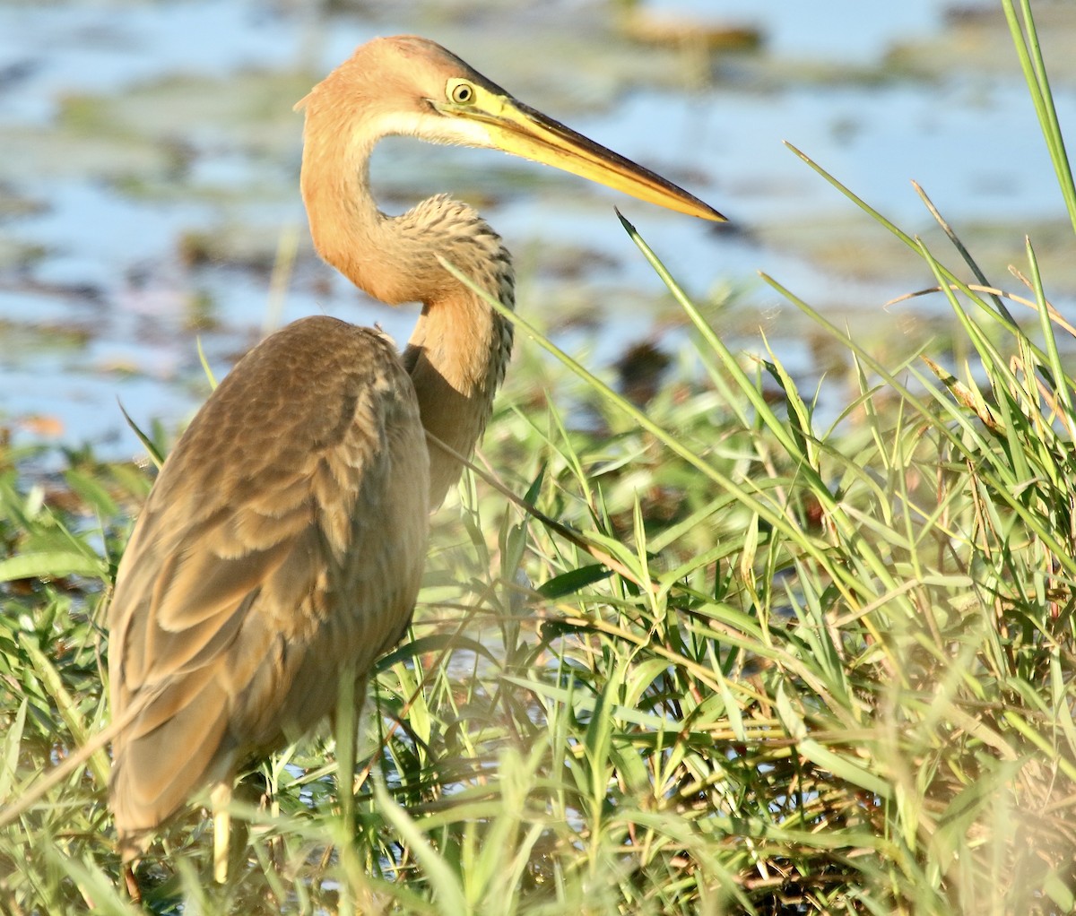 Purple Heron (Purple) - ML242724771