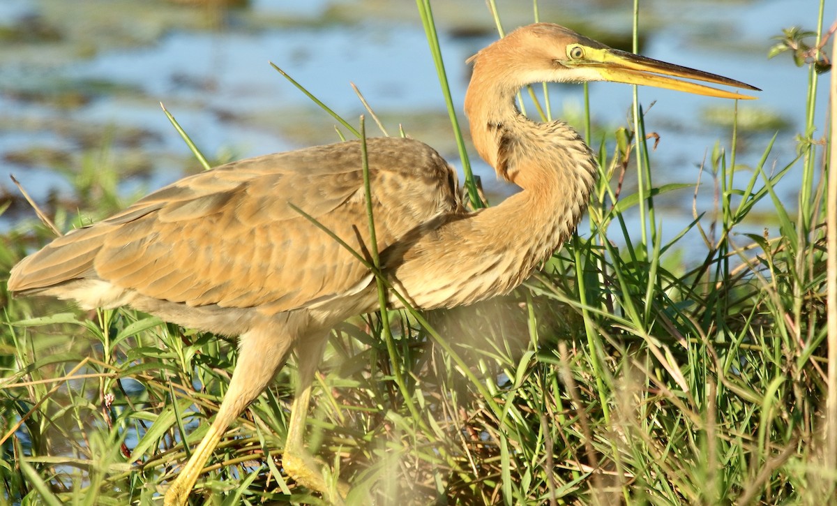 Purple Heron (Purple) - ML242724781