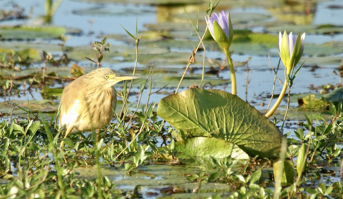 Squacco Heron - ML242724791