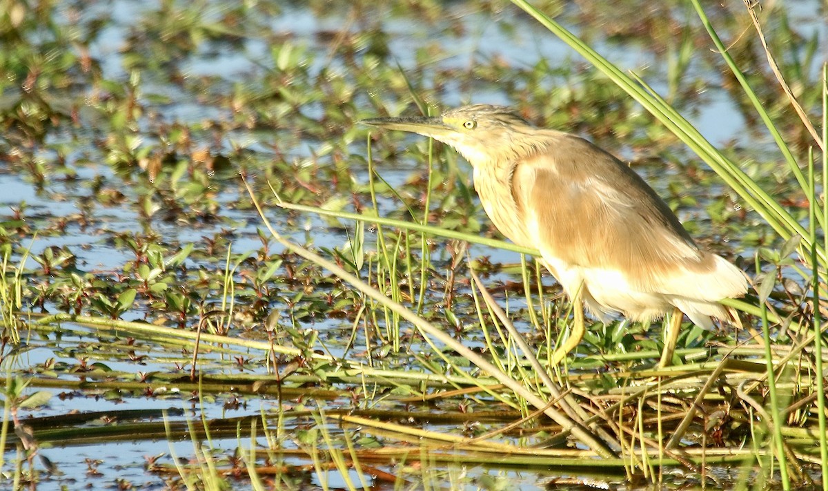 Squacco Heron - ML242724801