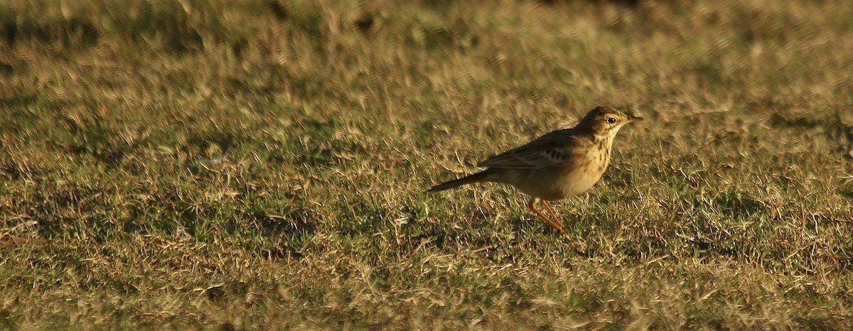 African Pipit (African) - ML242724841