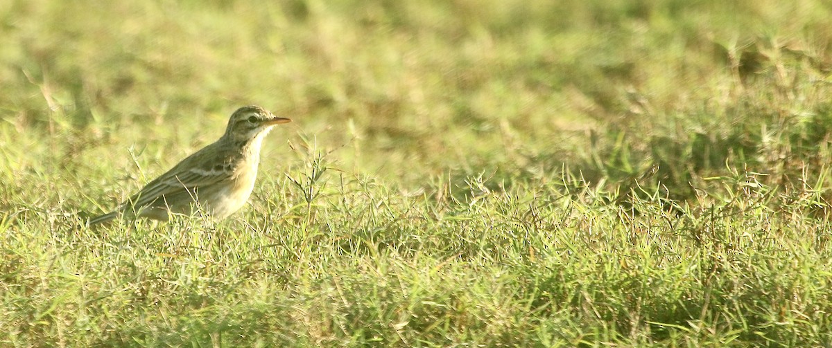 African Pipit (African) - ML242724851