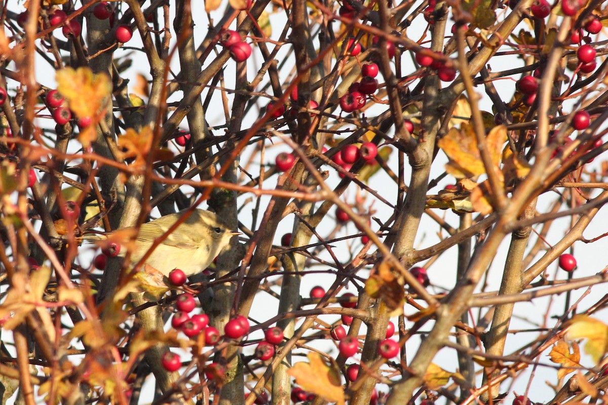 淡眉柳鶯 - ML242725001