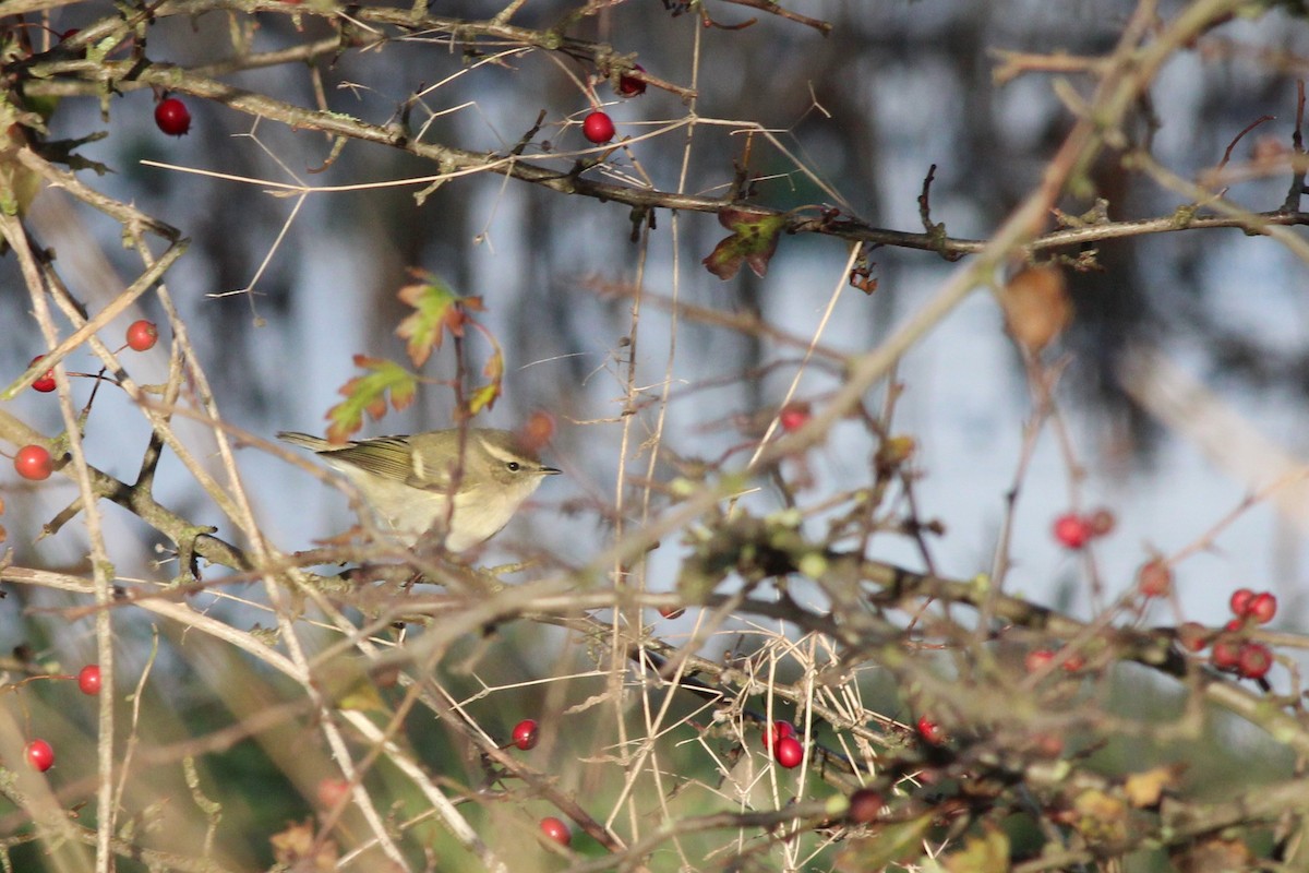 淡眉柳鶯 - ML242725031