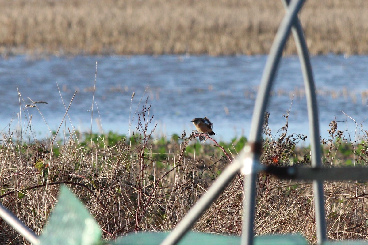 bramborníček východoasijský - ML242725061